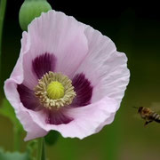 Bienen und Fliegen auf versch. Pflanzen, Fotos: Hartmut Schulz