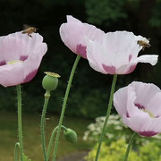 Bienen und Fliegen auf versch. Pflanzen, Fotos: Hartmut Schulz