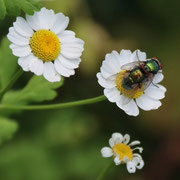 Bienen und Fliegen auf versch. Pflanzen, Fotos: Hartmut Schulz