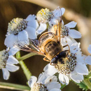 Hummel, Foto von Marion Wagenknecht