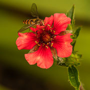 Schwebfliege, Foto: Marion Wagenknecht
