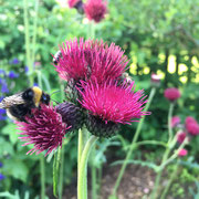 Erdhummel auf Distel von Marianne Kehres