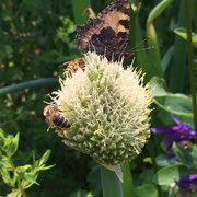 Bienen auf Distelblüte von Marianne Kehres