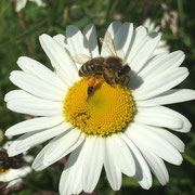 Pollen und Nektar sammelnde Biene von Marianne Kehres