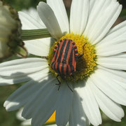 Streifenwanze auf Wiesenmargerite von Marianne Kehres