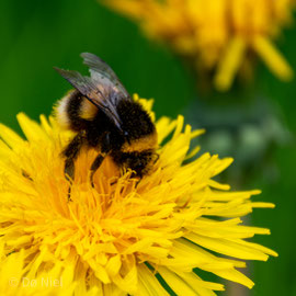 Hummel von Daniel Gans