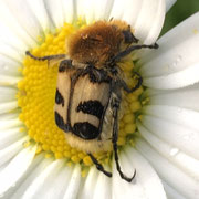 Bienenwolf auf Margerite von Marianne Kehres