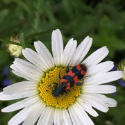 Pinselkäfer auf Margerite von Marianne Kehres