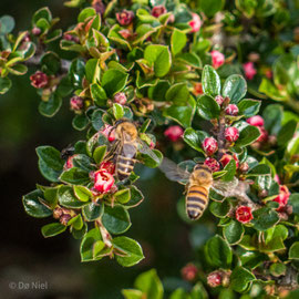 Honigbienen von Daniel Gans