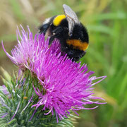 Hummel auf Distel, Foto: Anja-Nina Bahrmann