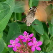 Schwärmer auf Phlox, Foto: Andreas Beyert