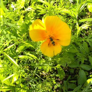 Schwebfliege auf Scheinmohn, Foto: Klaus Küster